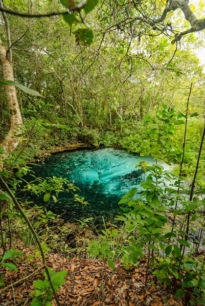 Bonito Mato Grosso do Sul Brazil의 열대 우림에 청록색 물이 있는 강 수원