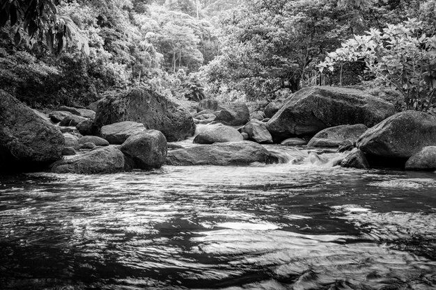 River stone and green tree, Stone river green tree leaf in forest, Black and white and monochrome style