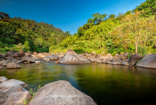 River stone and green tree, Stone river in tropical green tree in forest