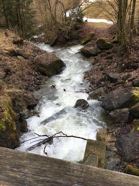 Photo river stream amidst trees in forest