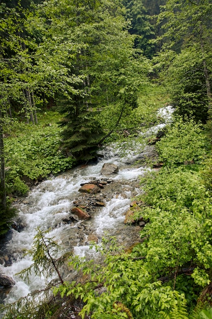 Foto un ruscello di fiume nella foresta oscura