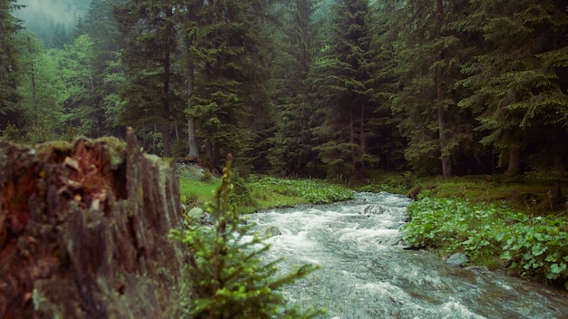 River stream from the forest