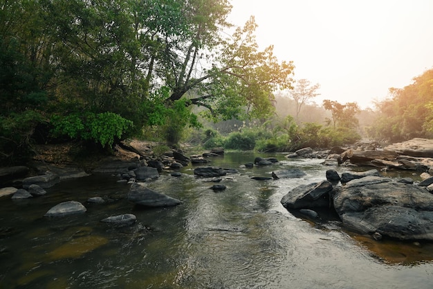 River stream waterfall in forest landscape beautiful nature water stream with rocks in the tropical forest little mountain waterfall water flowing and stone clear water in mountain river with tree