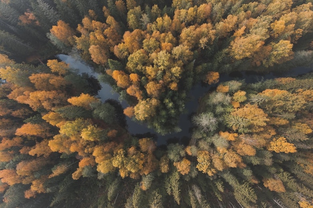 A river in a stunning autumn forest Top view Natural beauty