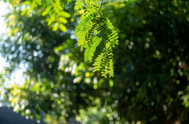 River tamarind Leucaena leucocephala green leaves with bokeh background