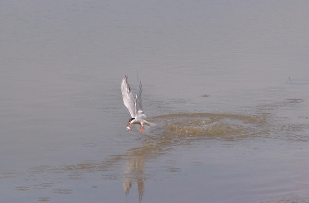 A river tern caught a fish. Western Siberia. Russia.