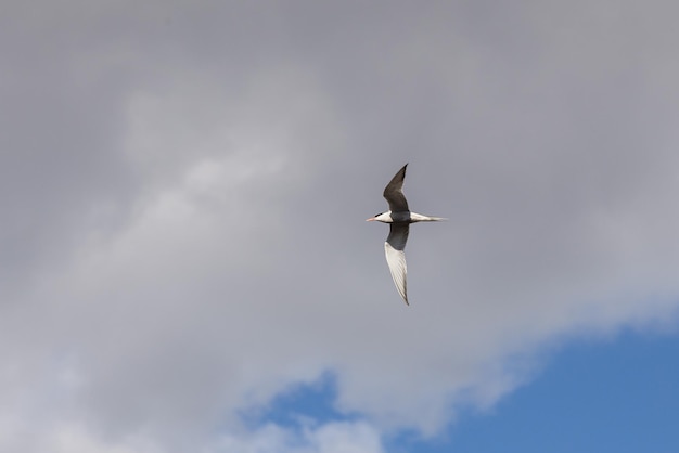 カワアジサシは、下から曇った空の景色を背景に飛んでいます