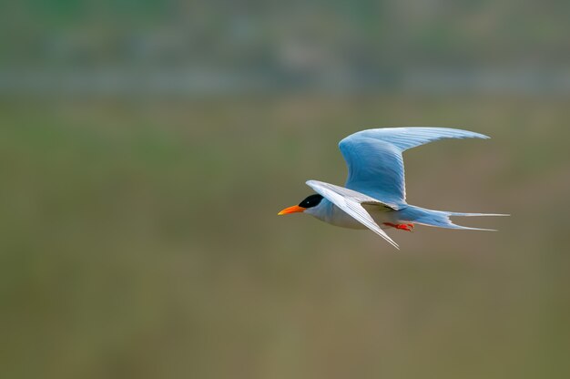 A river tern flying against green