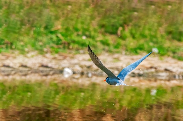 Photo a river tern flying over a pond