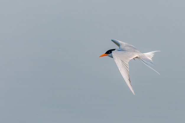 A river tern flying over a river