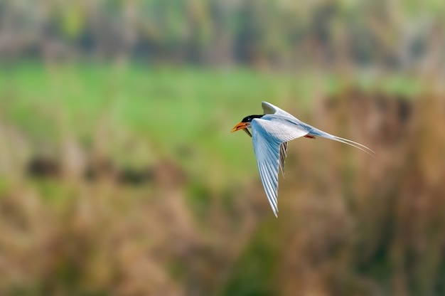 A river tern flying with a fish catch