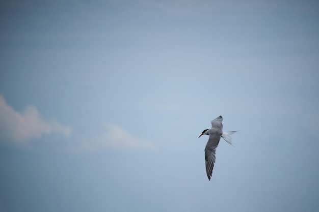 River tern hovers in air against sky