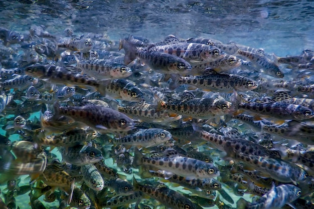 River trout swim underwater, trout underwater scene, trout\
farm