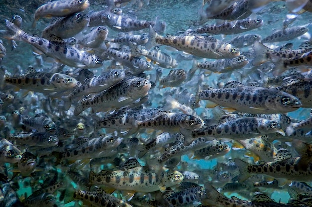 River trout swim underwater, trout underwater scene, trout\
farm