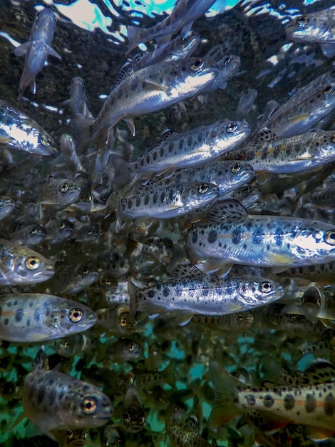 River Trout swim underwater Trout underwater scene