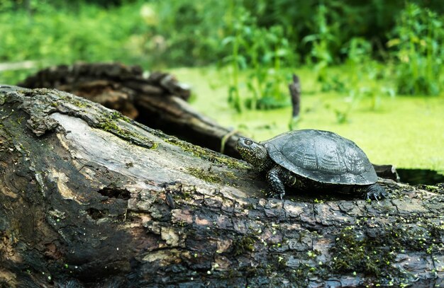 写真 川のカメが森の木の幹に這い寄る