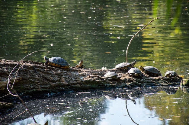 River turtles have come out of the water and are basking in the sun