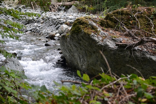 A river valley in a mountain forest