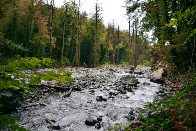 A river valley in a mountain forest