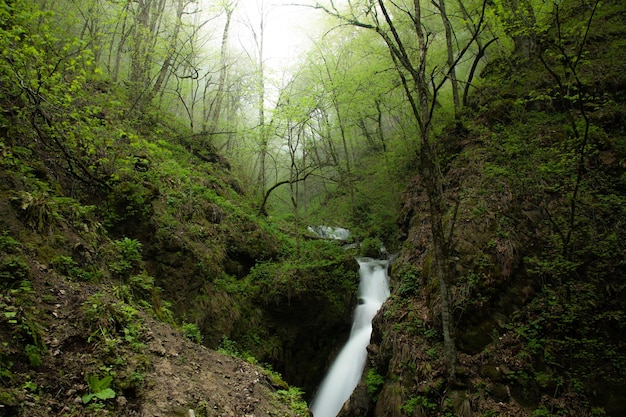 Речной водопад в лесу