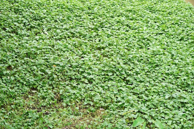 水面に覆われた川の雑草