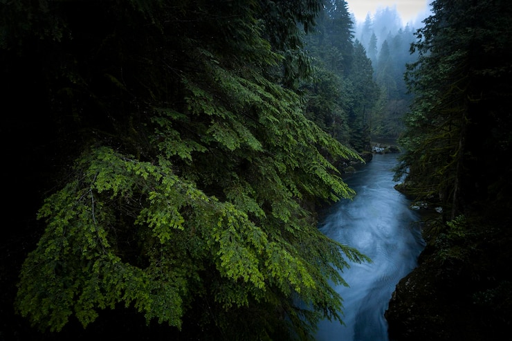 Photo river winds through a rainforest