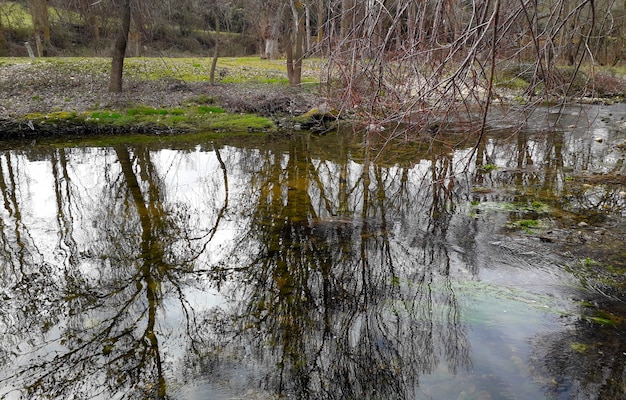 Foto fiume con acqua pulita e alberi senza foglie intorno