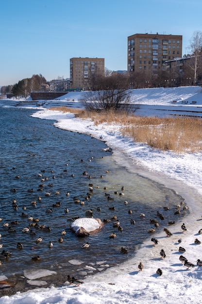 Фото Река с утками в красивом зимнем парке. городской фон