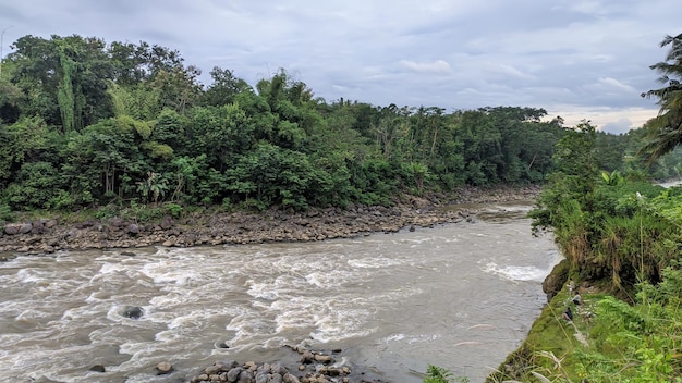 A river with forest around