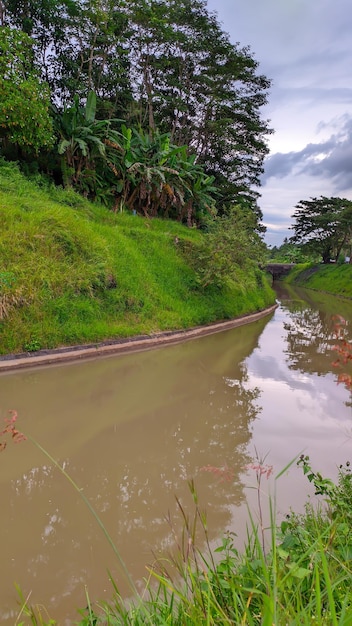 A river with a forest on the side