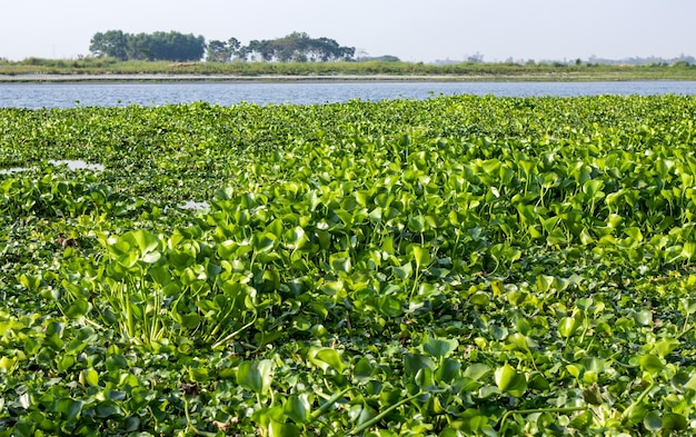 A river with fully covered water hyacinth or eichhornia plant close up