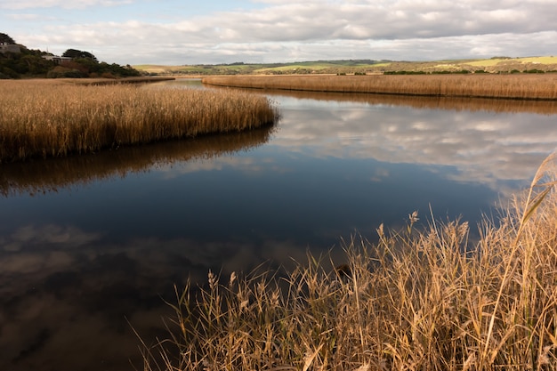 Photo river with golden color grass at princetown wetland