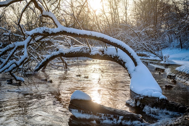 River with leaning snowcovered tree in winter at sunrise