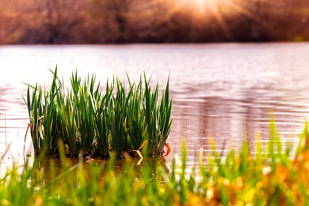 Foto fiume con canne ed erba sulla riva al tramonto