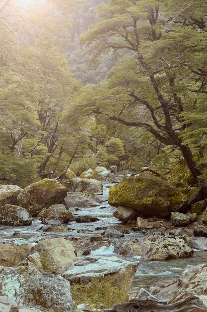 사진 울창한 숲 사이에서 산에서 내려 오는 바위가있는 강.
