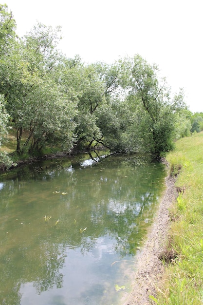 A river with trees around it