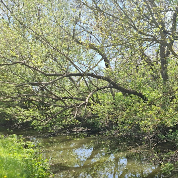 A river with trees and a blue sky