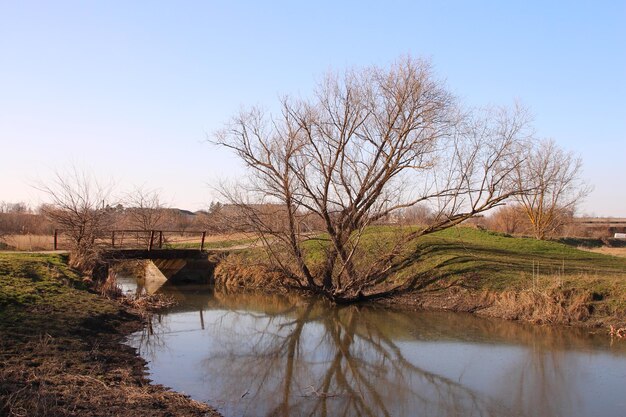 Photo a river with trees and grass