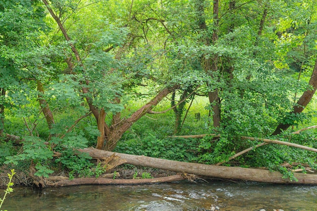A river with trees and a log laying on it