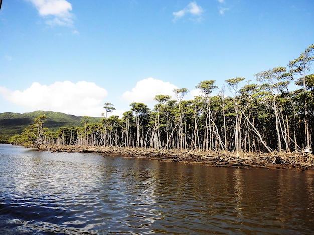 A river with trees on the shore