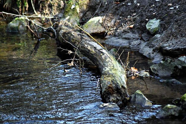 Foto fiume con alberi