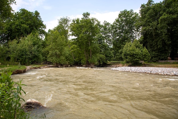 The riverbed against the backdrop of the forest