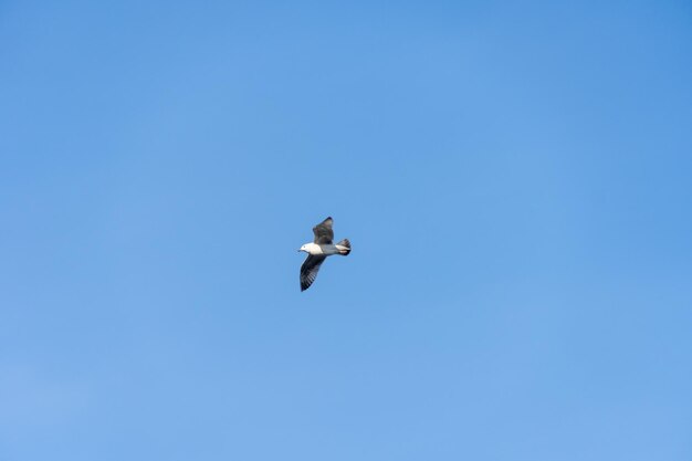 Rivergull soars high in the blue sky seagull fly wings spread wide on wind birdlife in wild nature