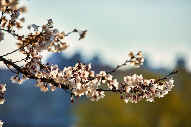 Foto fiori di ciliegio lungo il fiume in corea del sud joenju