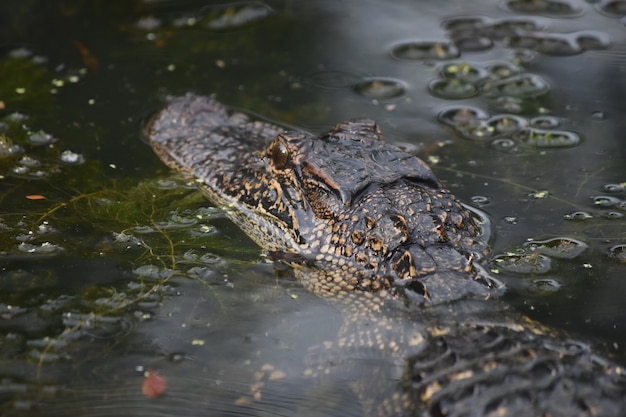 Riverway with a deadly alligator lurking in the waters.