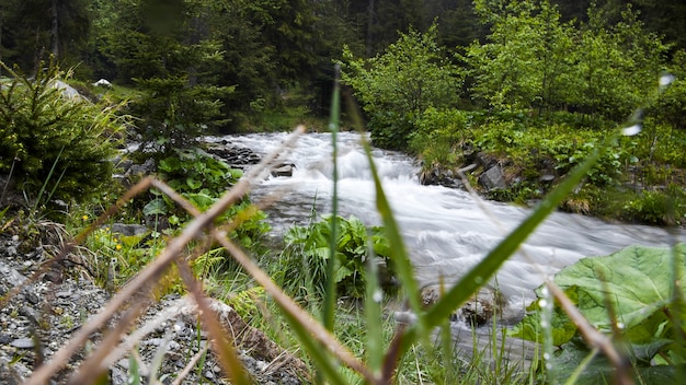 Rivier achter het hoge gras