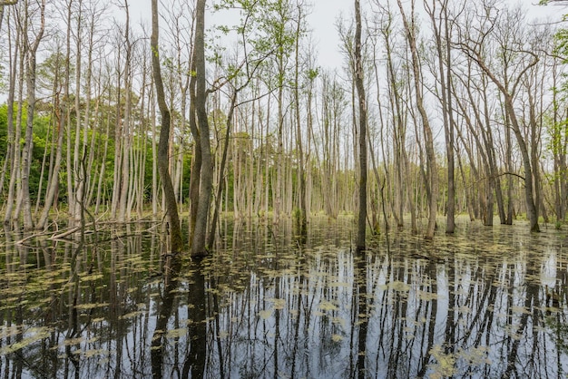 Foto rivier bij bomen in het bos