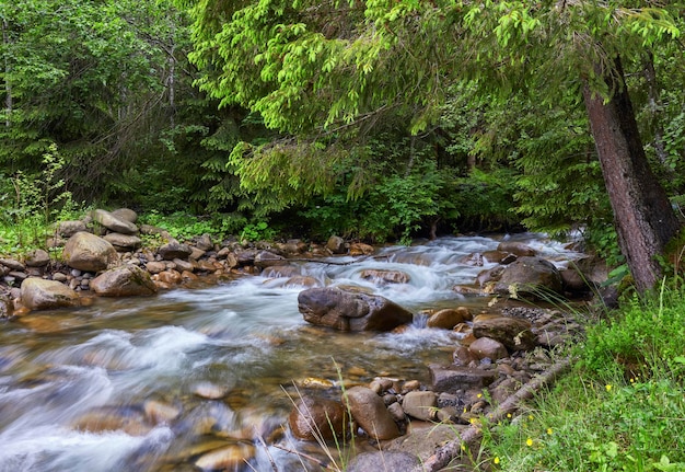 Rivier diep in bergbos