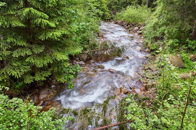 Rivier diep in bergbos