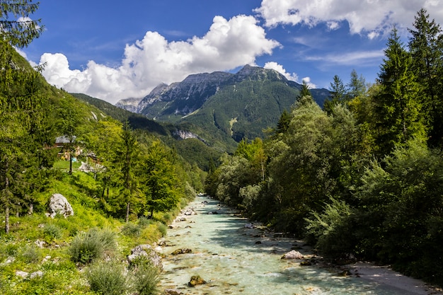 Rivier en bomen in de Soca-riviervallei in Slovenië